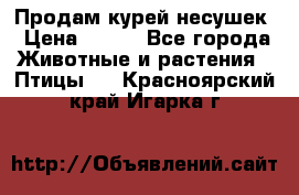 Продам курей несушек › Цена ­ 350 - Все города Животные и растения » Птицы   . Красноярский край,Игарка г.